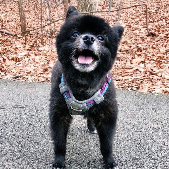 Meet your Posher, Tori - Picture 2 of 3